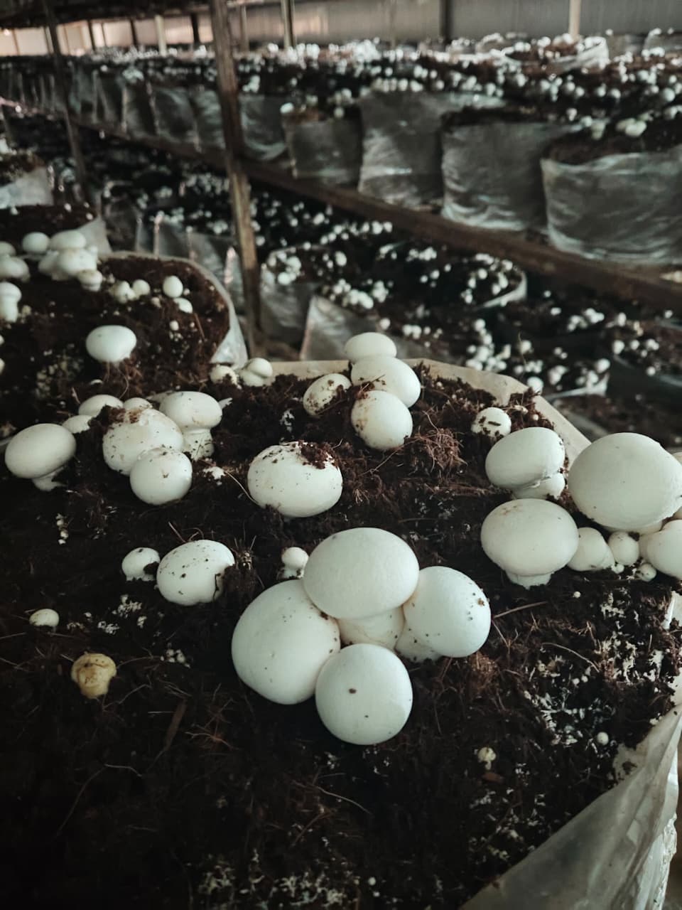 Nutrient-rich pasteurized compost prepared for white button mushroom cultivation